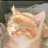 whiskas.