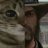 SteveCat'SC